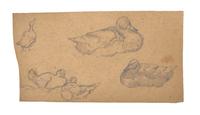 Farm Animal Studies: F older of Eighteen (18) Pencil Drawings