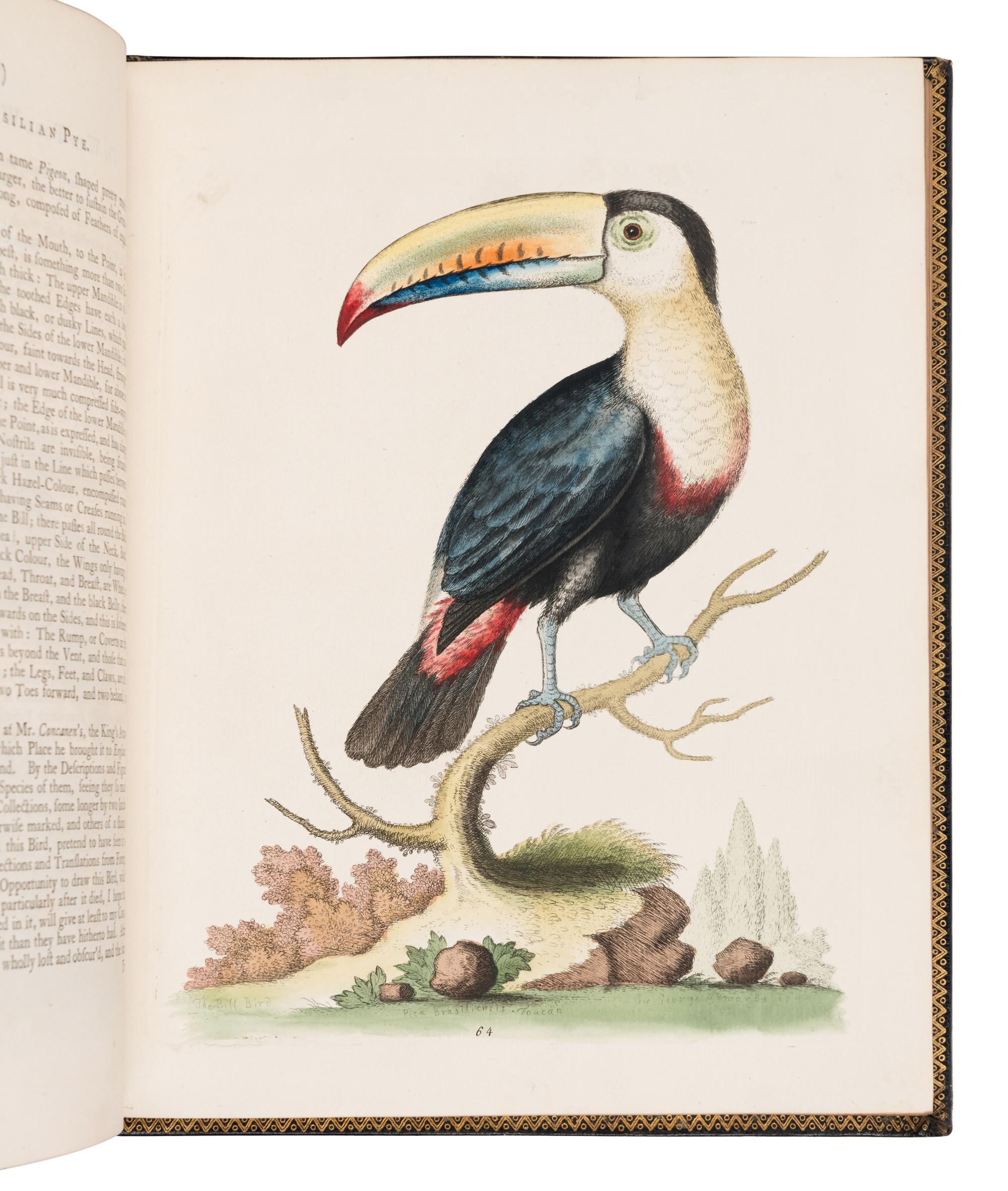 [NATURAL HISTORY]. EDWARDS, George (1694-1773). A Natural History of Uncommon Birds ... London: for the author, [1743]-1751 [but ca 1776]. [ With :] Gleanings of Natural History ....London: for the Author, 1758-1764.