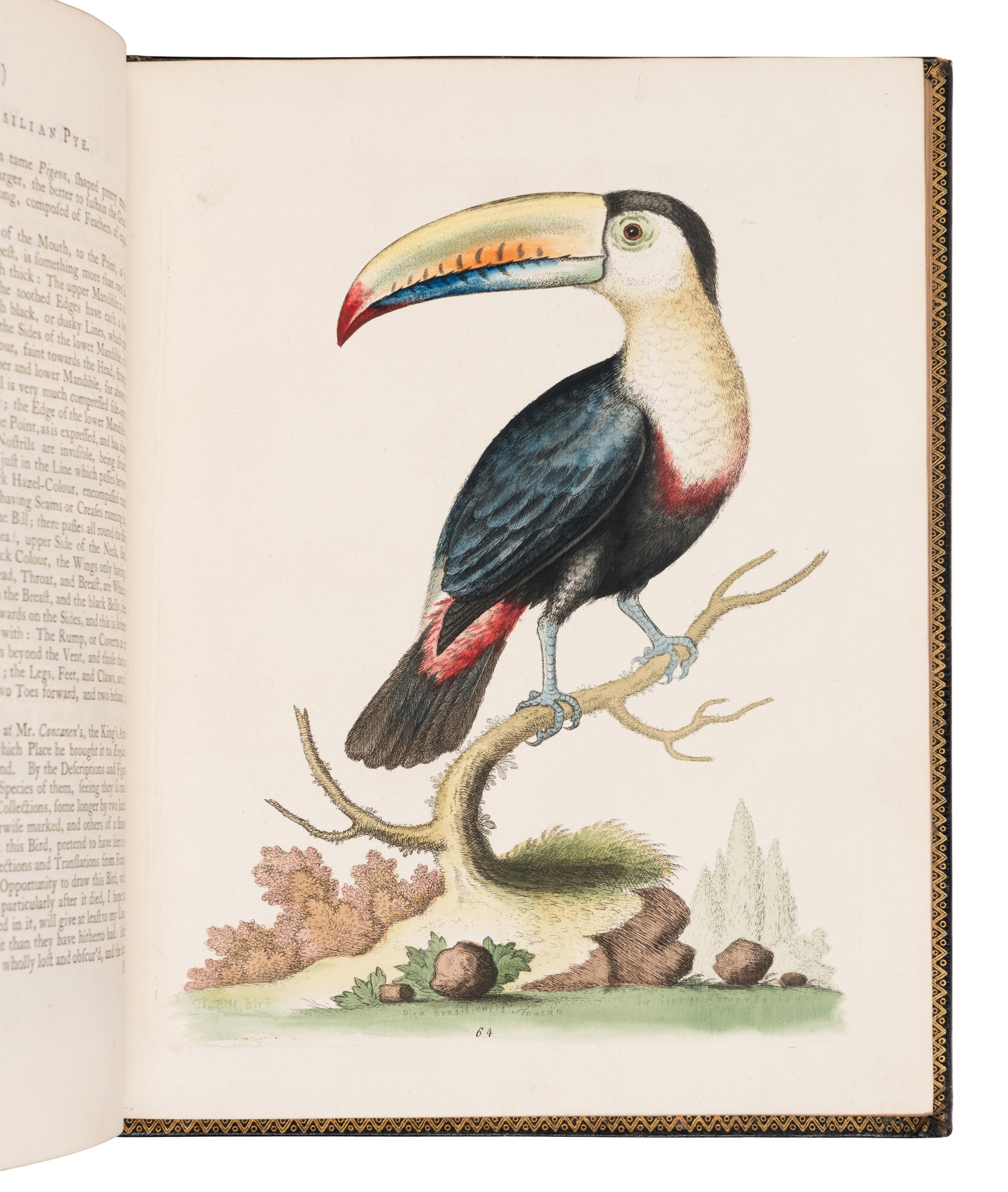 [NATURAL HISTORY]. EDWARDS, George (1694-1773). A Natural History of Uncommon Birds ... London: for the author, [1743]-1751 [but ca 1776]. [ With :] Gleanings of Natural History ....London: for the Author, 1758-1764.