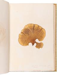 [SPECIMEN ALBUM - ALGAE]. Spine title: "Algues Cotes de Bretagne." Bretagne, ca 1850.
