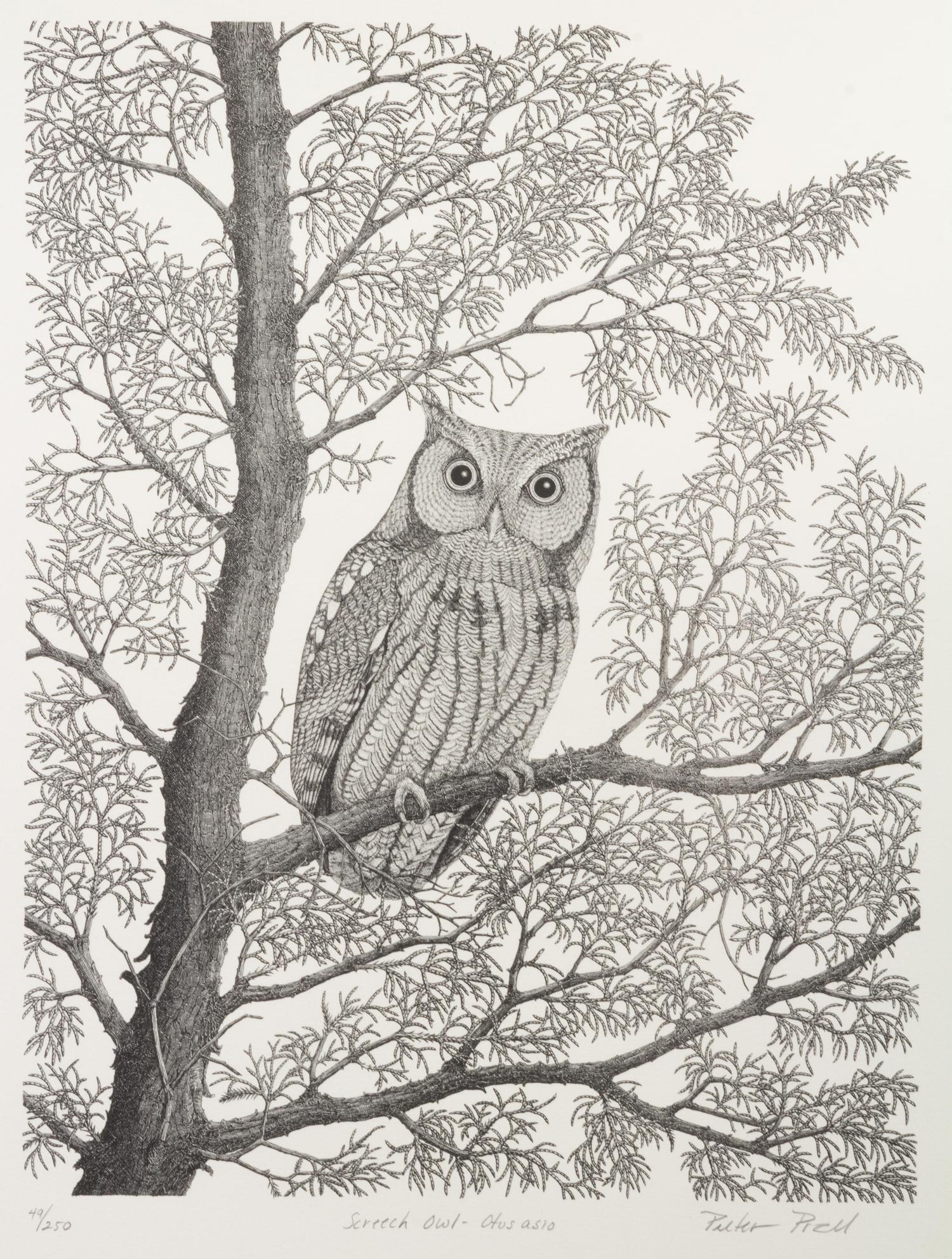 Screech Owl - Otus asio