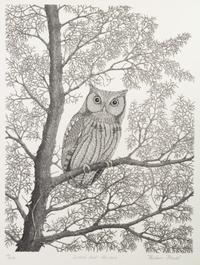 Screech Owl - Otus asio