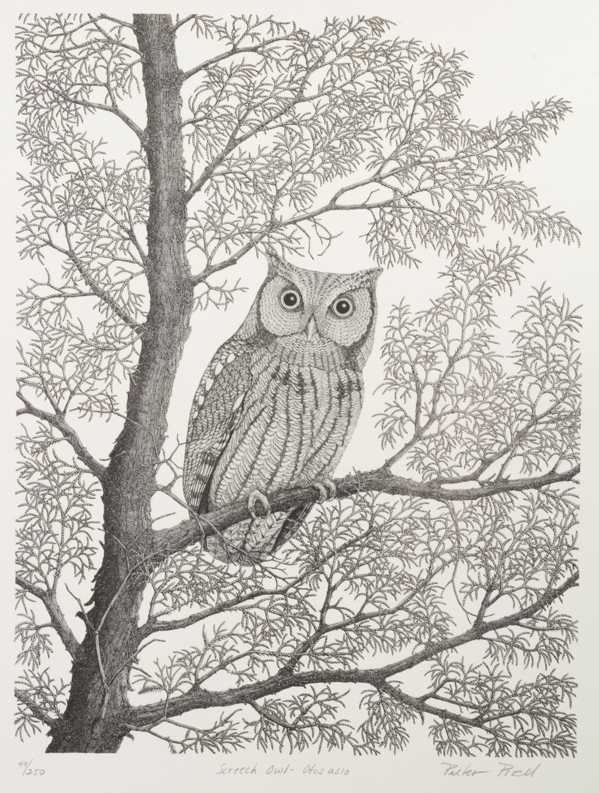Screech Owl - Otus asio