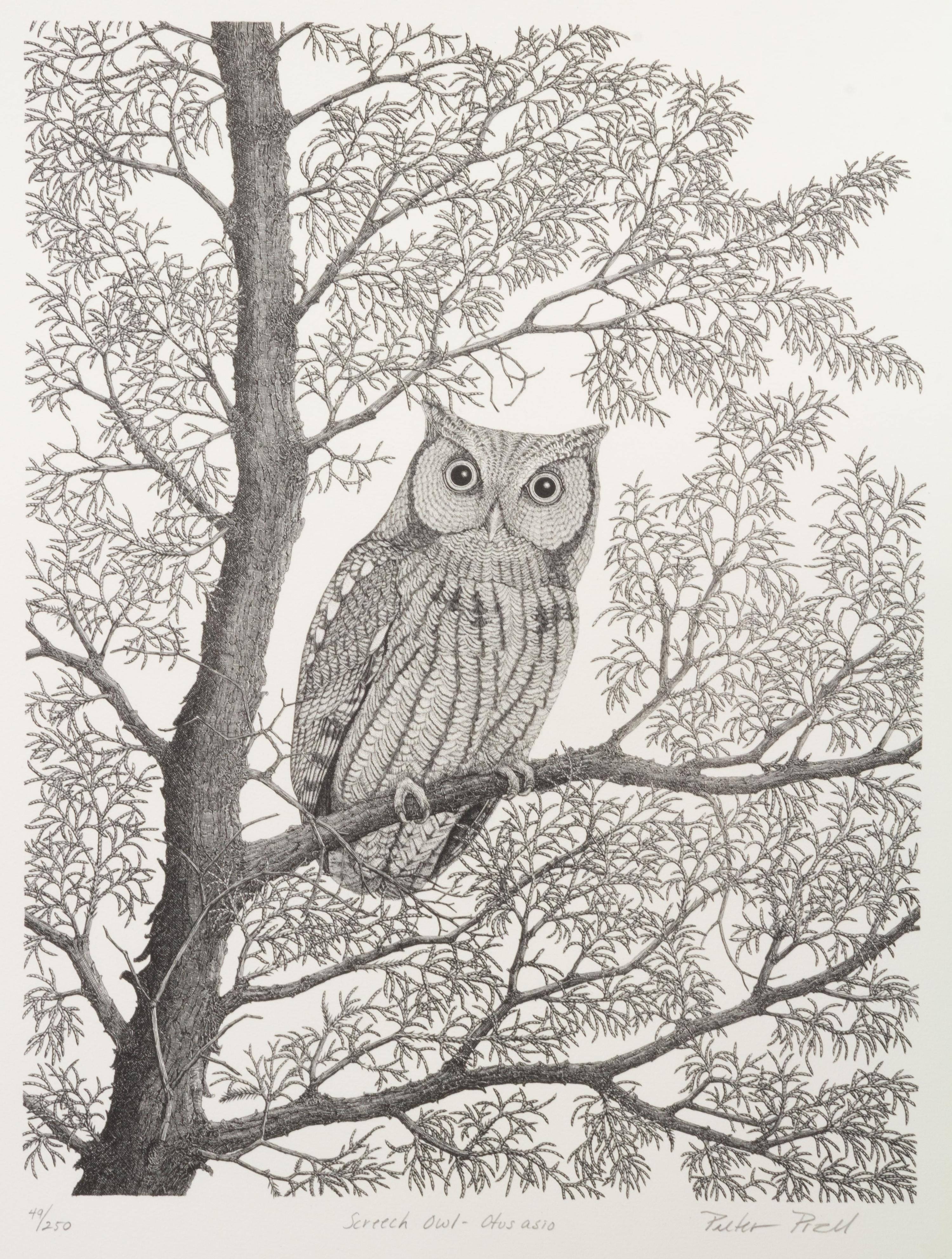 Screech Owl - Otus asio