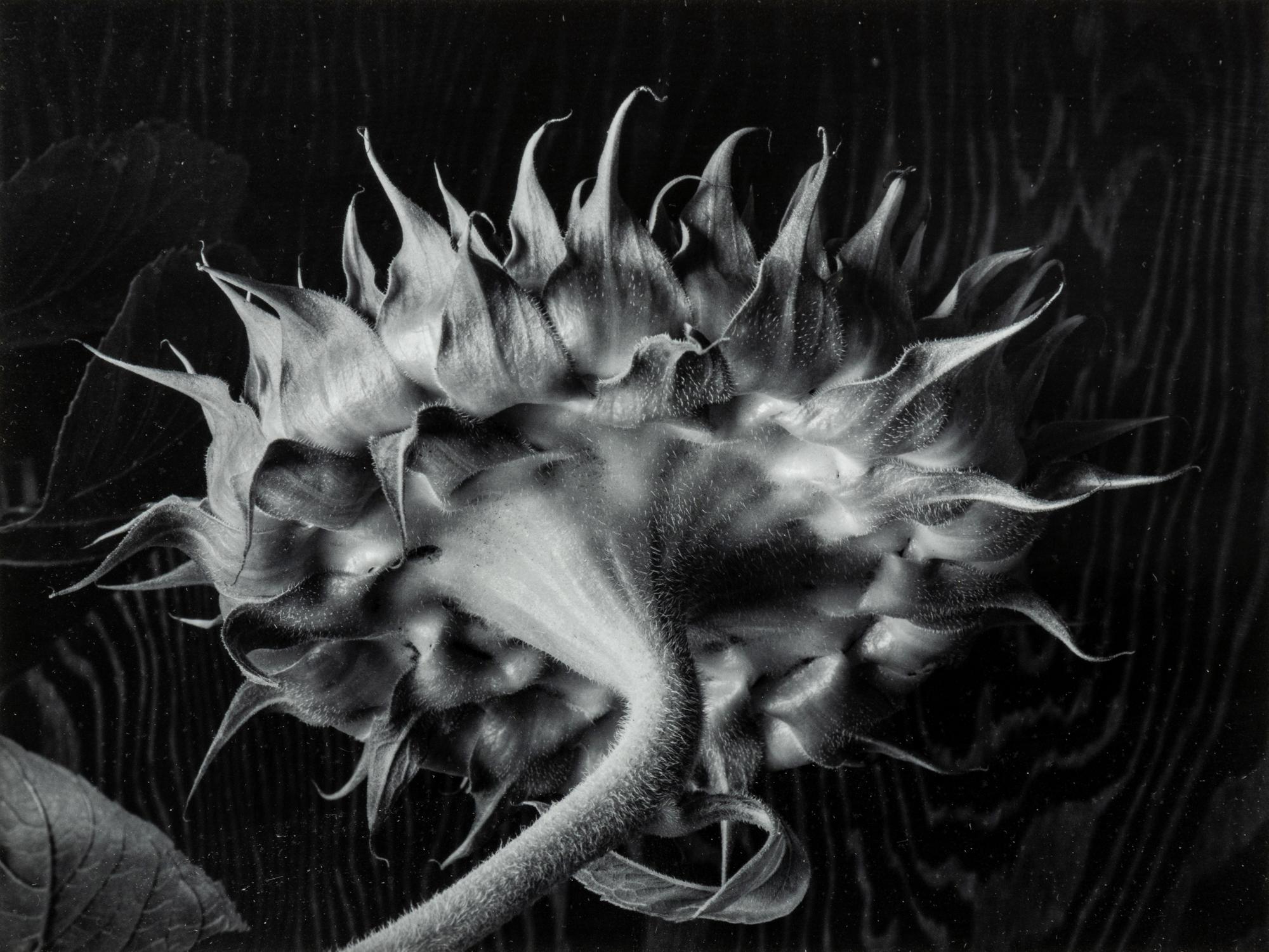 Paul Caponigro (born 1932) Winthrop, Massachusetts, 1965
