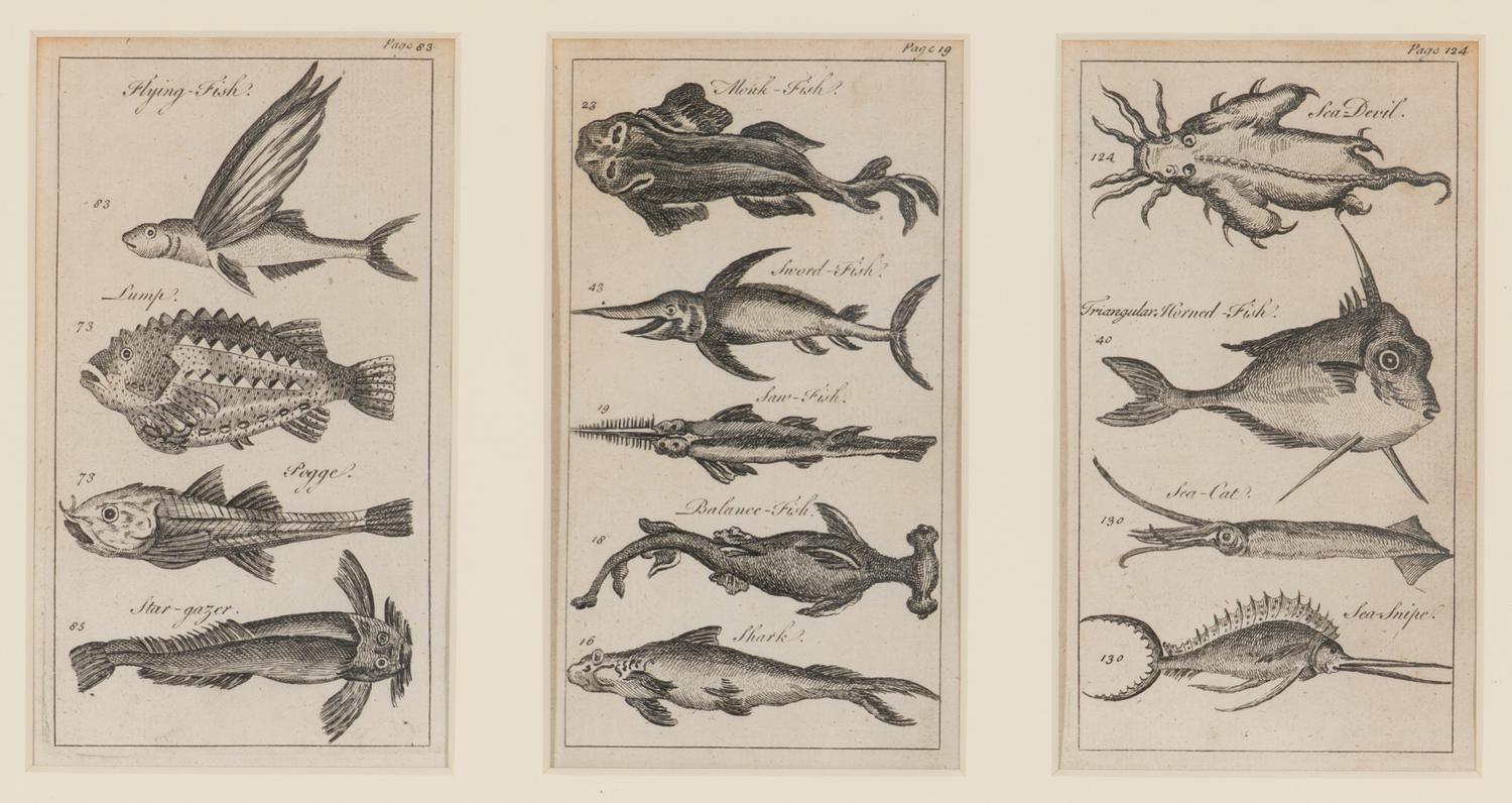 A Set of Seven Framed Groups of Ichthyological Engravings