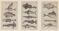 A Set of Seven Framed Groups of Ichthyological Engravings