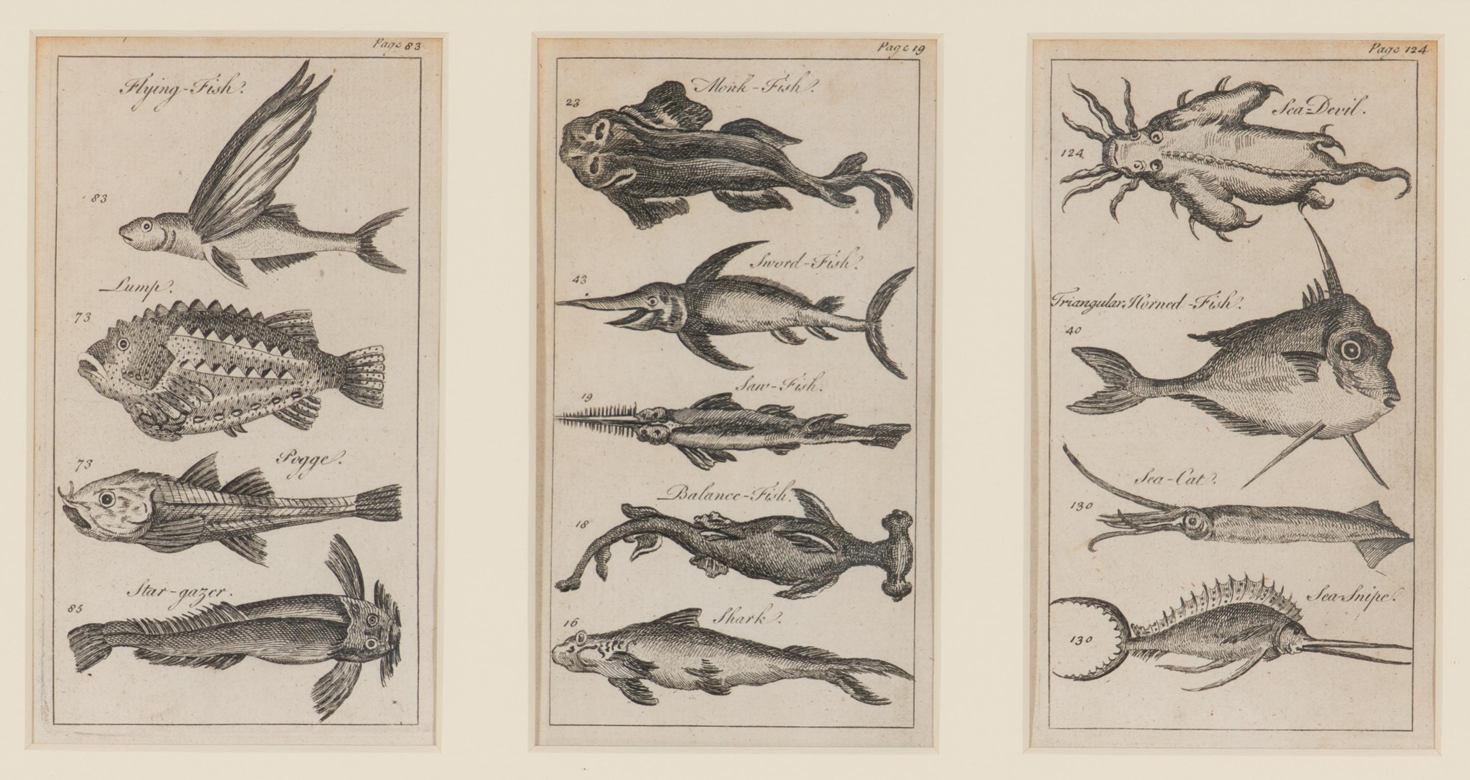 A Set of Seven Framed Groups of Ichthyological Engravings