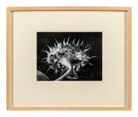 Paul Caponigro (born 1932) Winthrop, Massachusetts, 1965