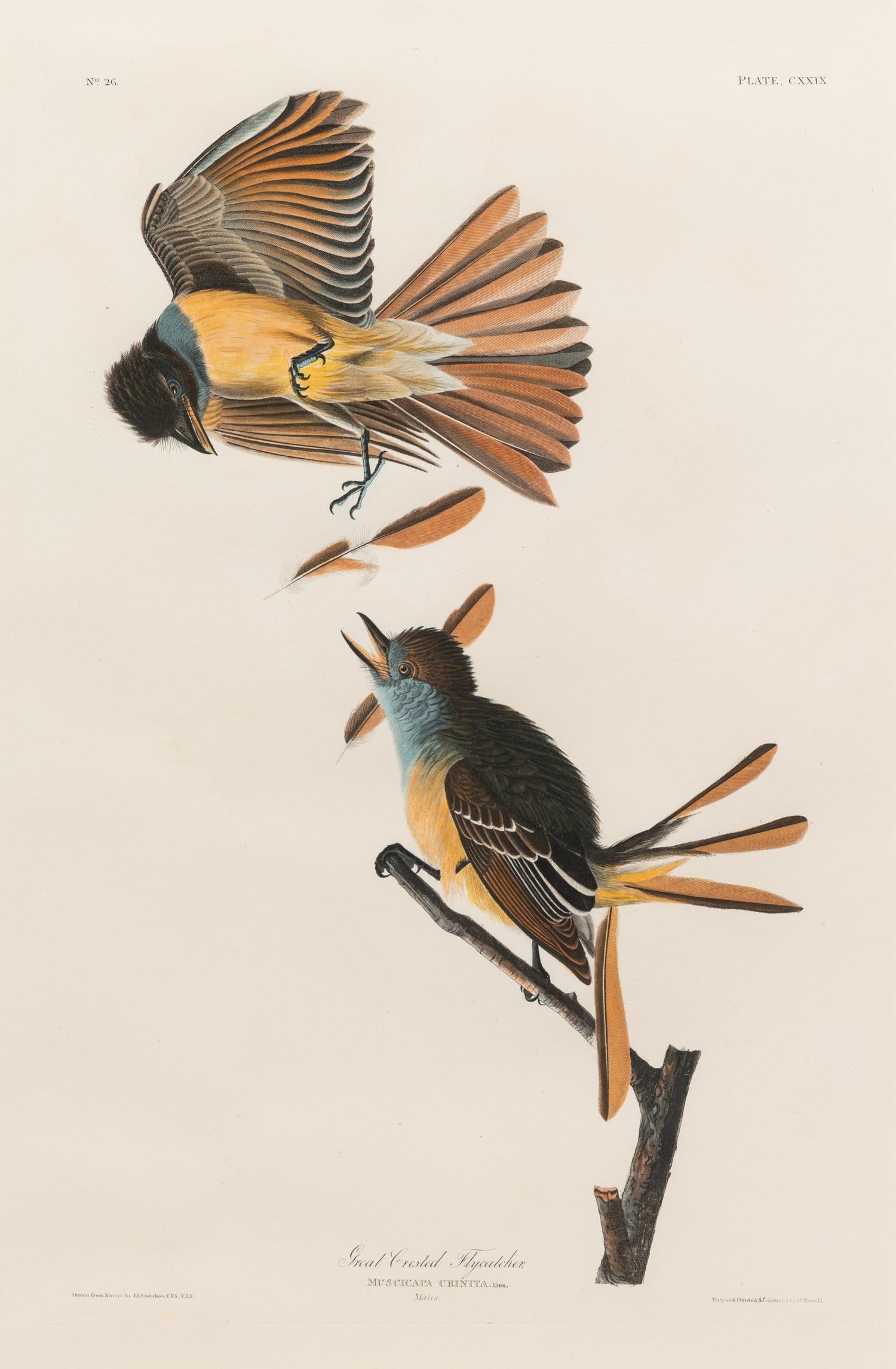 AUDUBON, John James (1785-1851) Great Crested Flycatcher (Plate CXXIX)