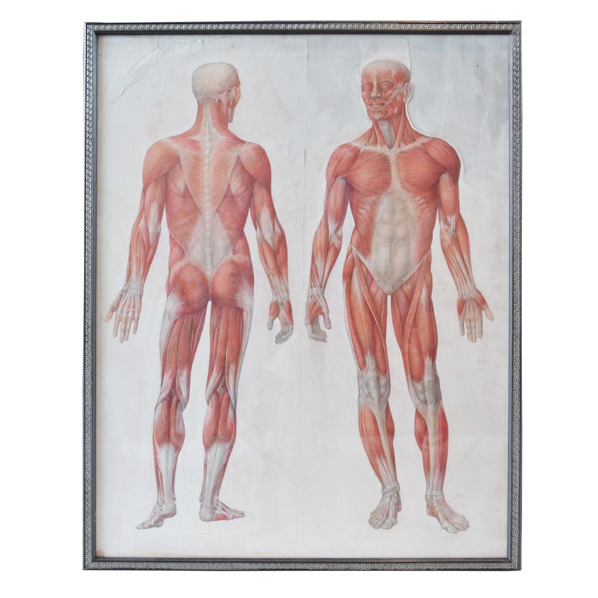 A Hand-Rendered Muscle Chart 35" W x .5" D x 44.5" H — Germany, 19th Century