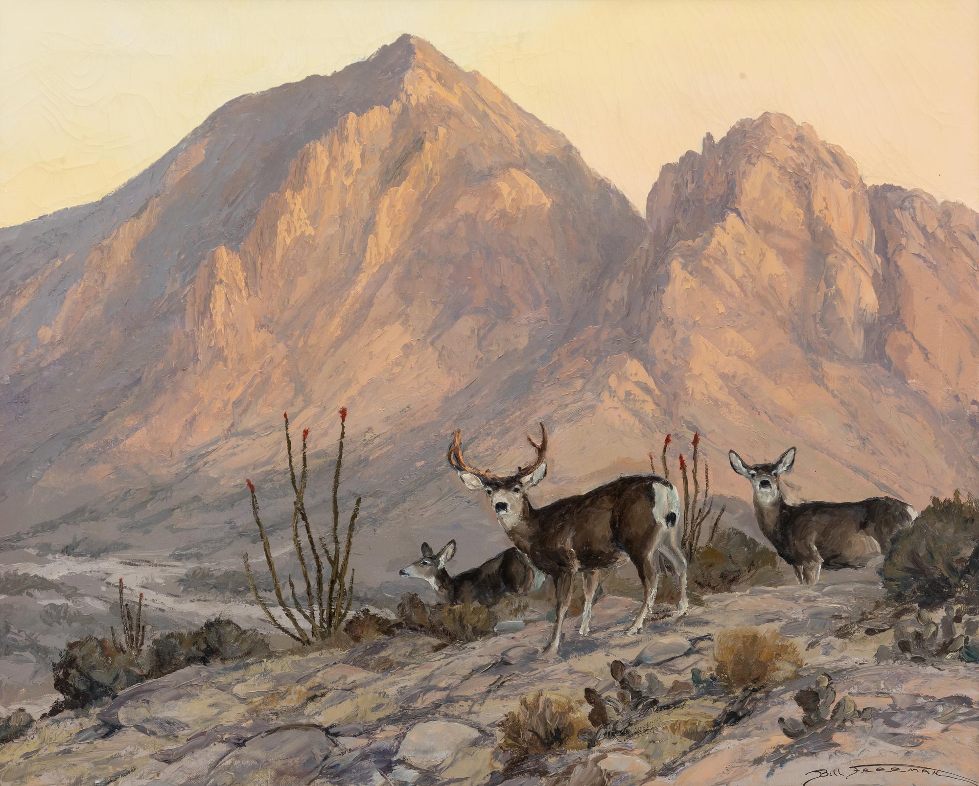 Desert Mule Deer Near Camelback Mountain