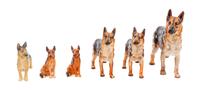 A Group of Six Porcelain German Shepherds Width of widest 8 inches.
