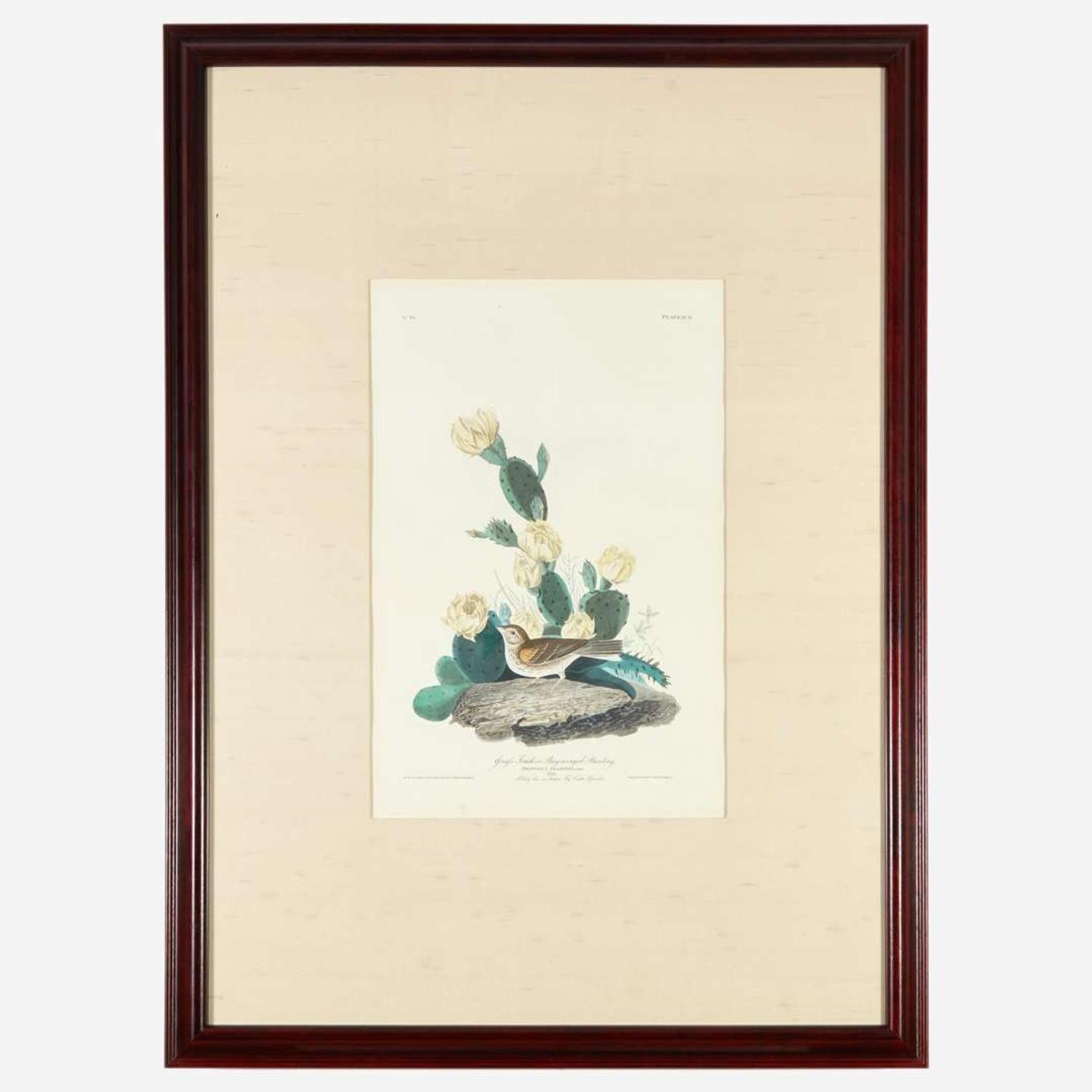 [Prints] Audubon, John James Grass Finch, or Bay-winged Bunting