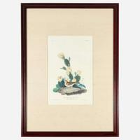 [Prints] Audubon, John James Grass Finch, or Bay-winged Bunting