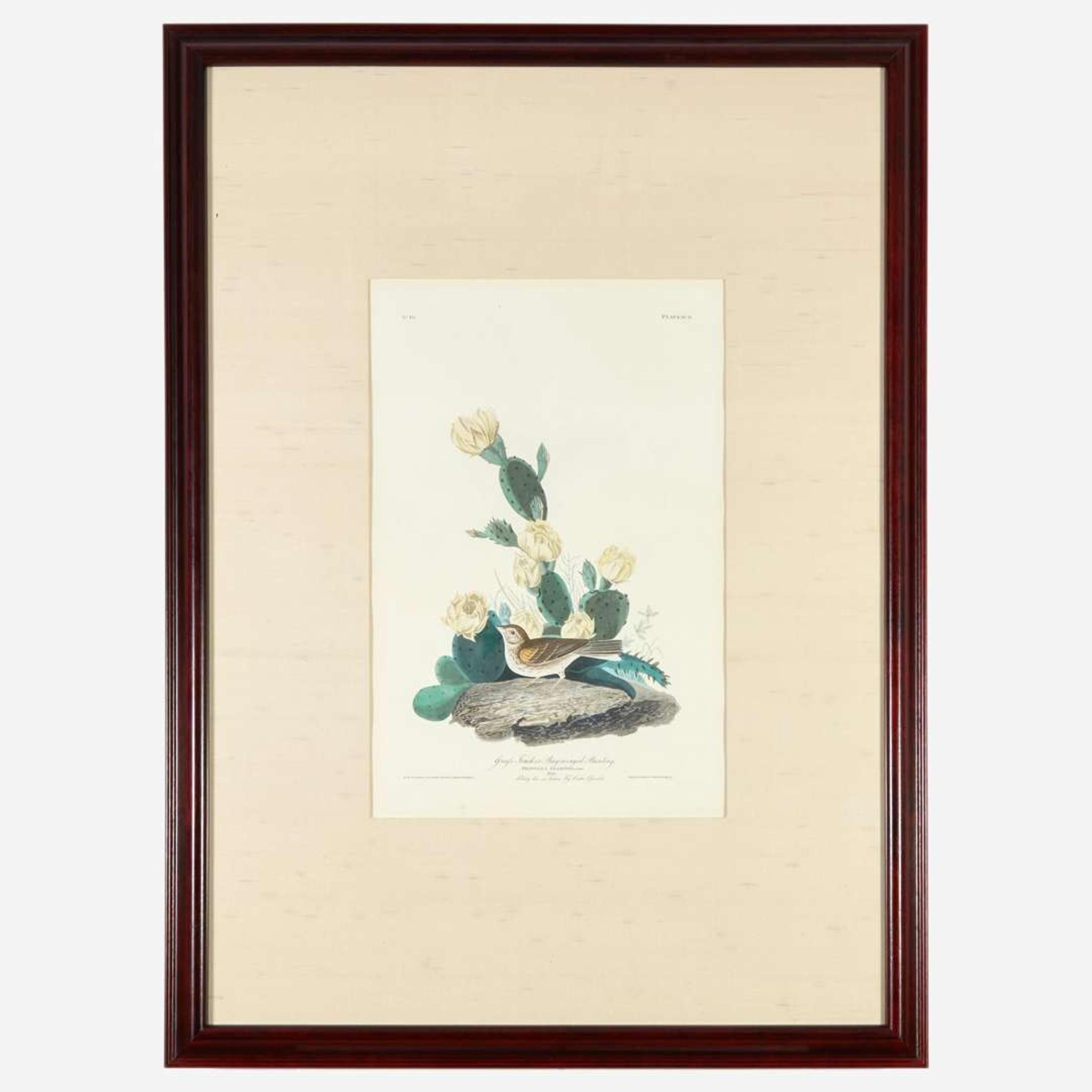 [Prints] Audubon, John James Grass Finch, or Bay-winged Bunting