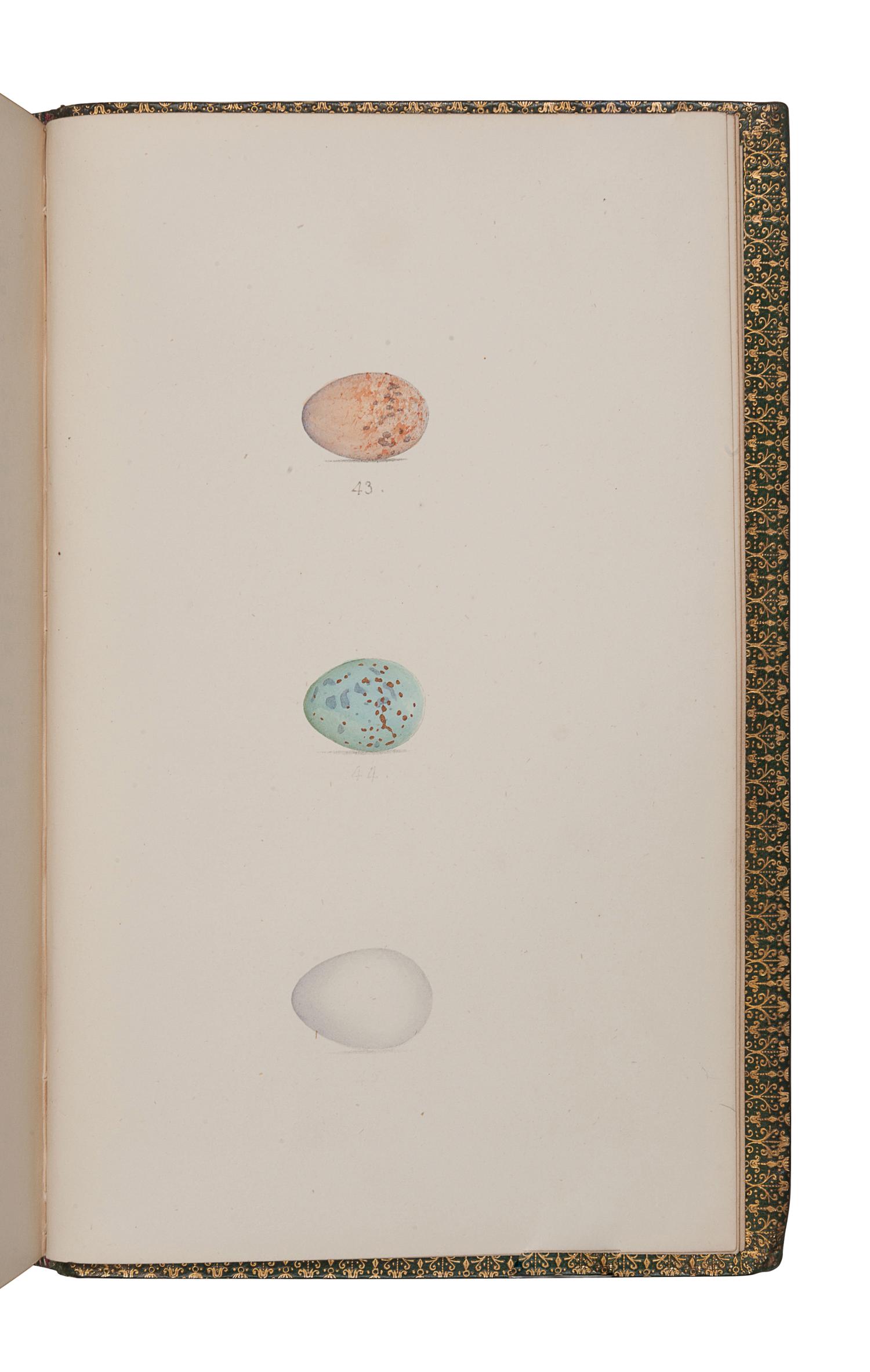 MEYER, Henry Leonard (1797-1865). Coloured Illustrations of British Birds and their Eggs . London: Willis and Sotheran, 1857 (vols. I & VII); G.W. Nickisson, 1844 (vol. II); Simpkin, Marshall, & Co., 1846-1849 (vols. III-VI).