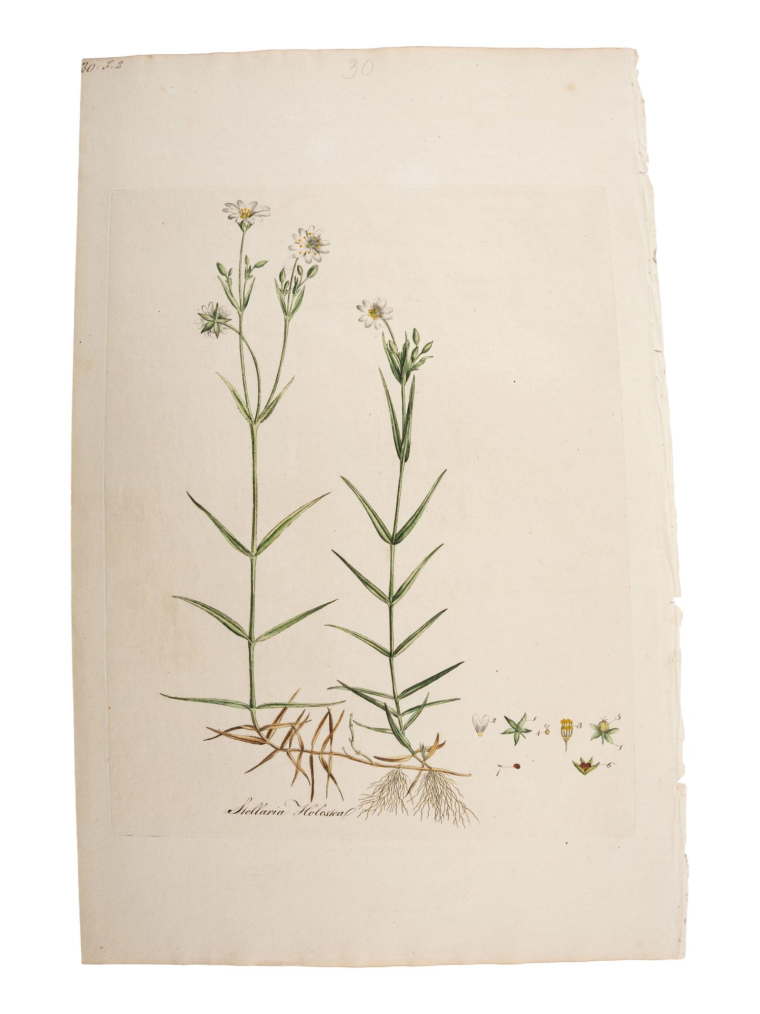 A Group of Avian and Botanical Prints
