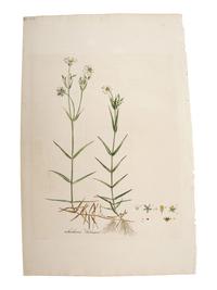 A Group of Avian and Botanical Prints