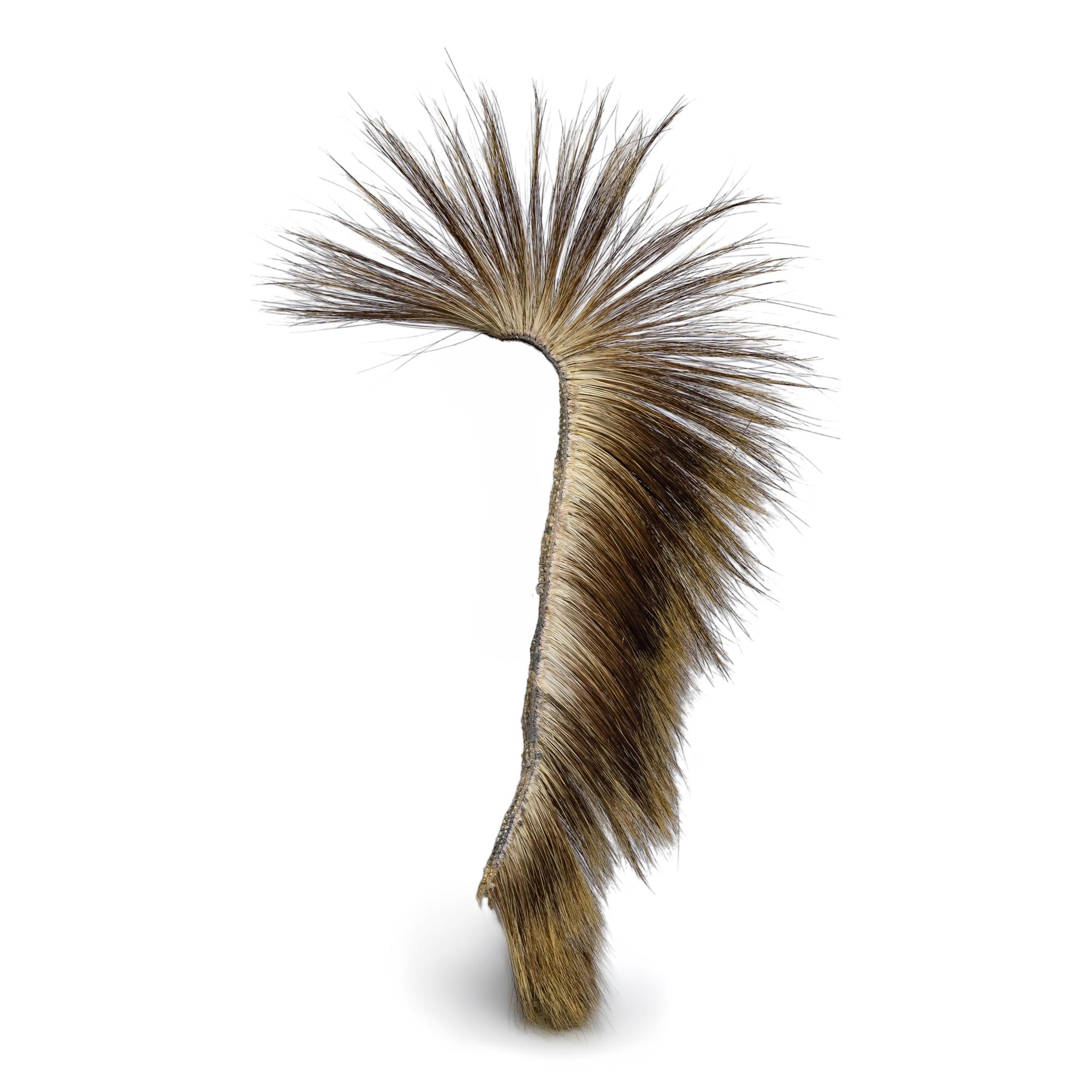 Remnants of a Porcupine Hair Roach