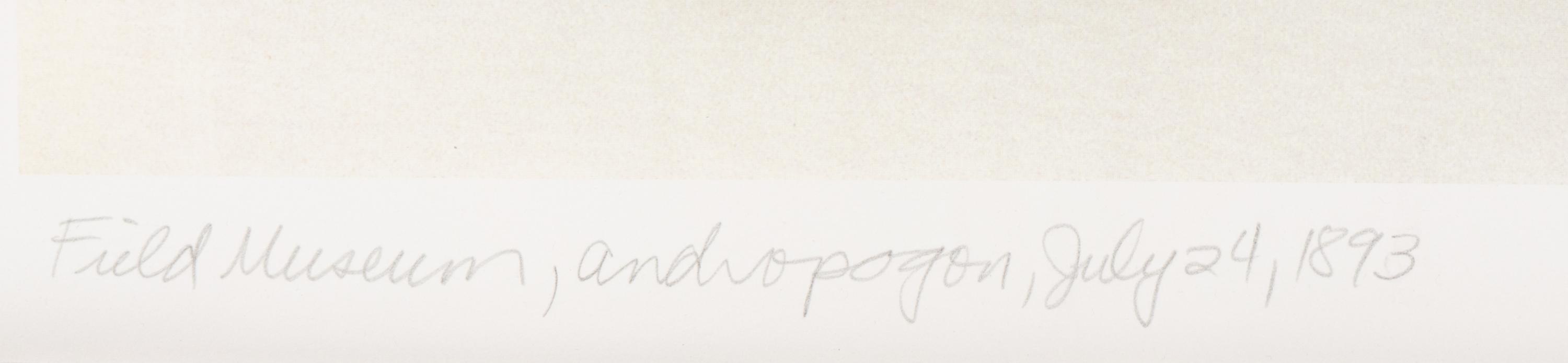 Field Museum, Andropogon, July 24, 1893 , 1999