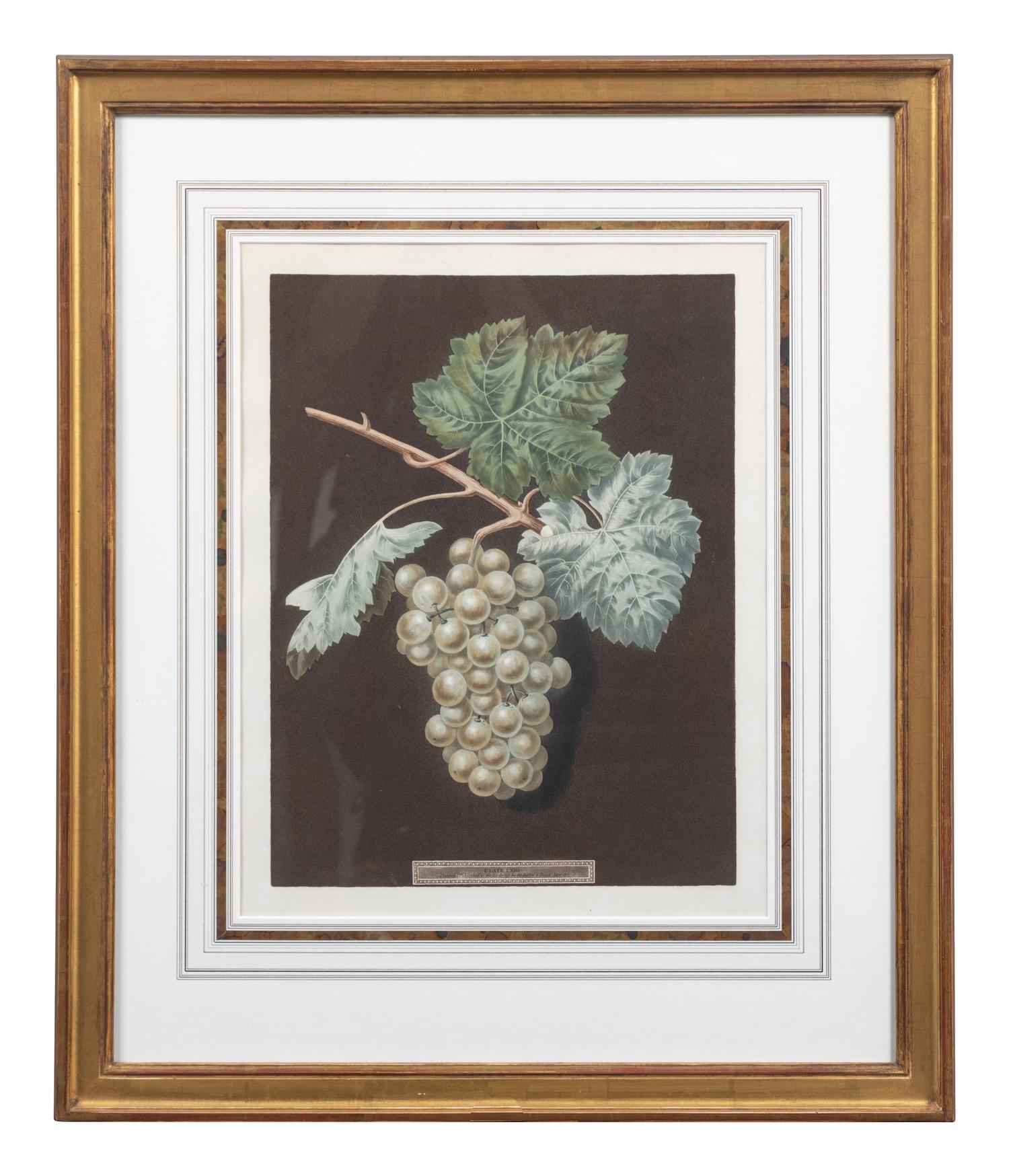Four Botanical Aquatints by George Brookshaw (British, 1751-1823)