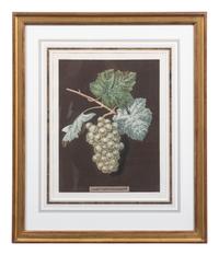 Four Botanical Aquatints by George Brookshaw (British, 1751-1823)