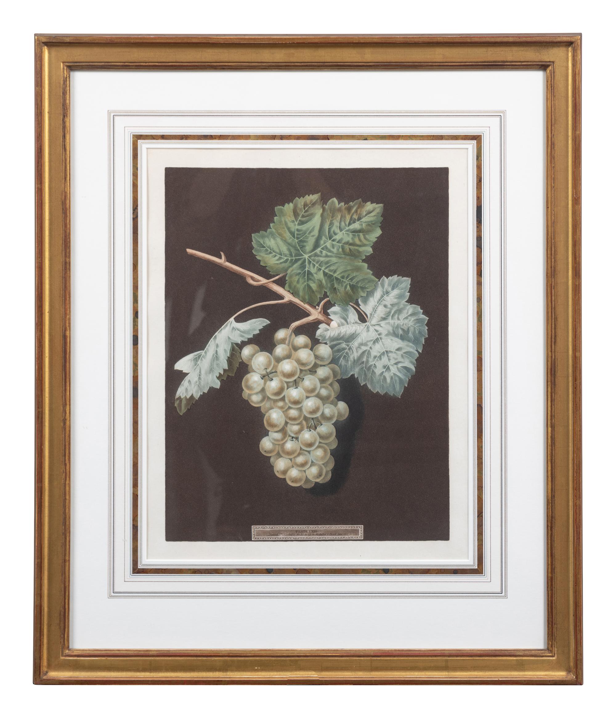 Four Botanical Aquatints by George Brookshaw (British, 1751-1823)