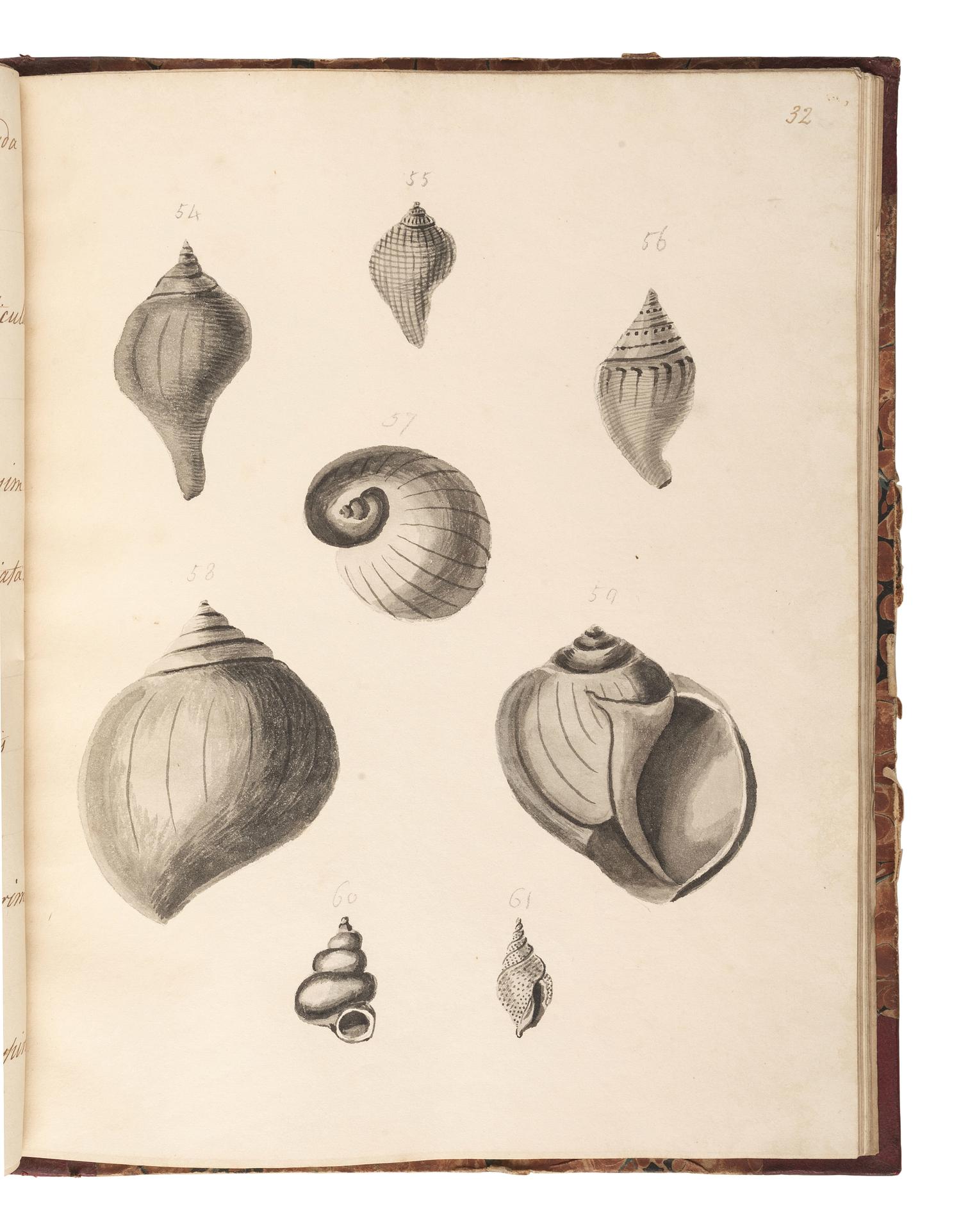 [MARITIME SHELLS & FOSSILS MANUSCRIPT]. Malet, S. "Hampshire Fossils." -- "French Fossils." [London, ca 19th century].