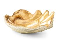 A Gilded Composition Model of a Giant Clam Shell