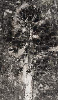 The Pine in a Storm of Aquatint