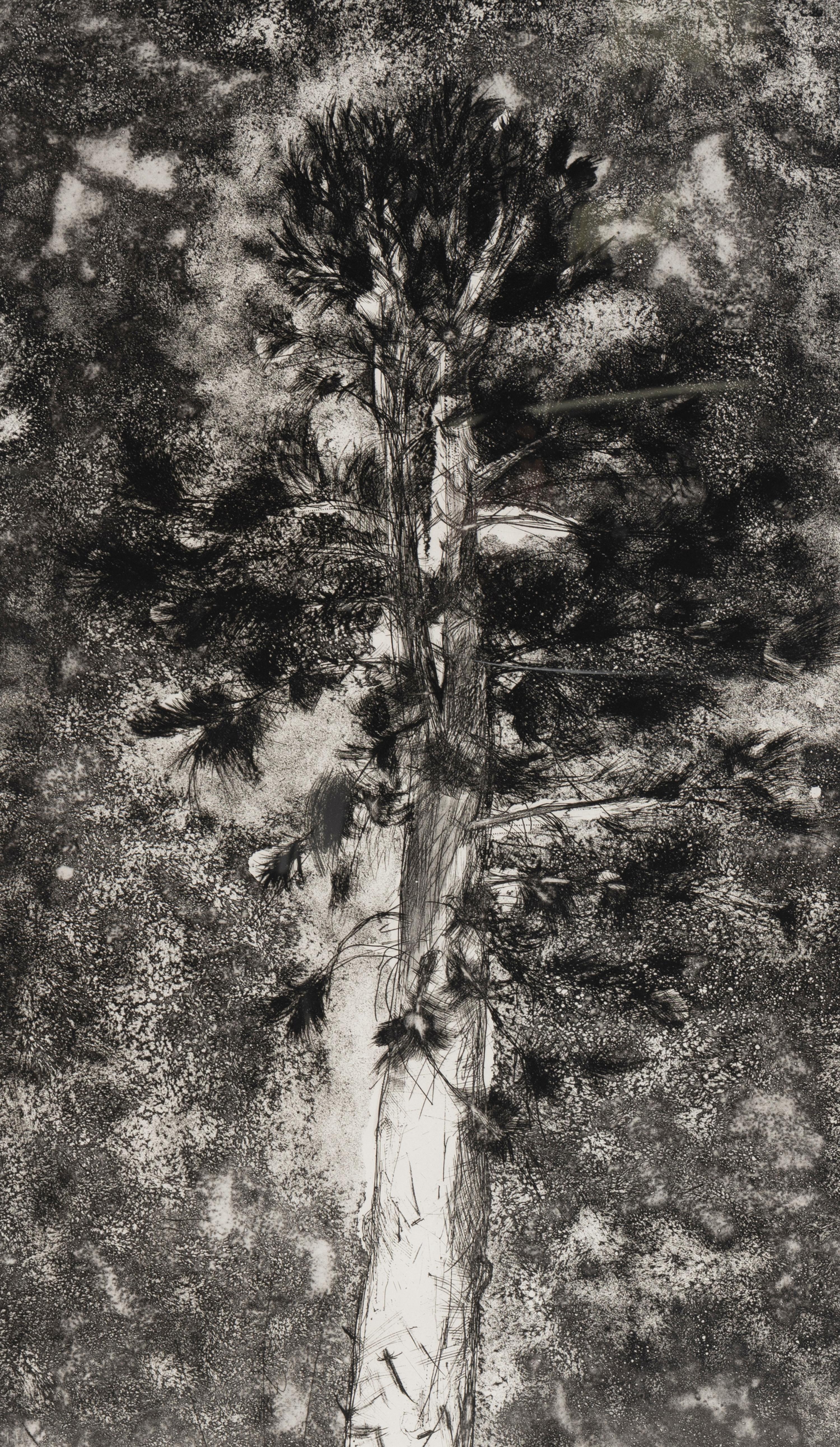 The Pine in a Storm of Aquatint