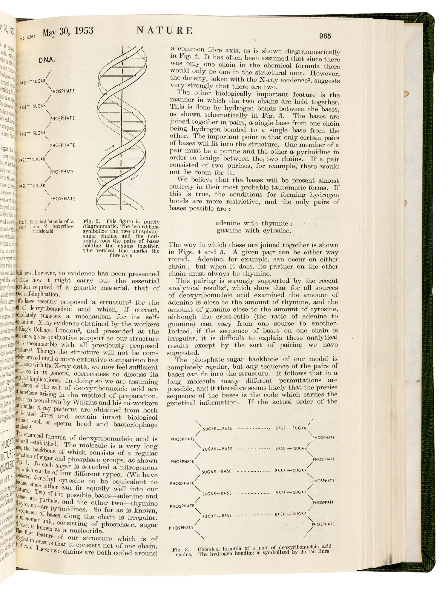 WATSON, James Dewey (b. 1928) and Francis Harry Compton CRICK (1916-2004). “Molecular structure of nucleic acids.” In: Nature , Vol. 171, No. 4356, pp. 737-741. London: Fisher, Knight & Co. Ltd., for Macmillan & Co., Limited, April 25, 1953. -- WATSON and CRICK. "Genetical implications of the structure of deoxyribonucleic acid." In: Nature , Vol. 171, no. 4361, pp. 964-967. London: Fisher, Knight & Co., Ltd., for Macmillan & Co., Limited, May 30, 1953.
