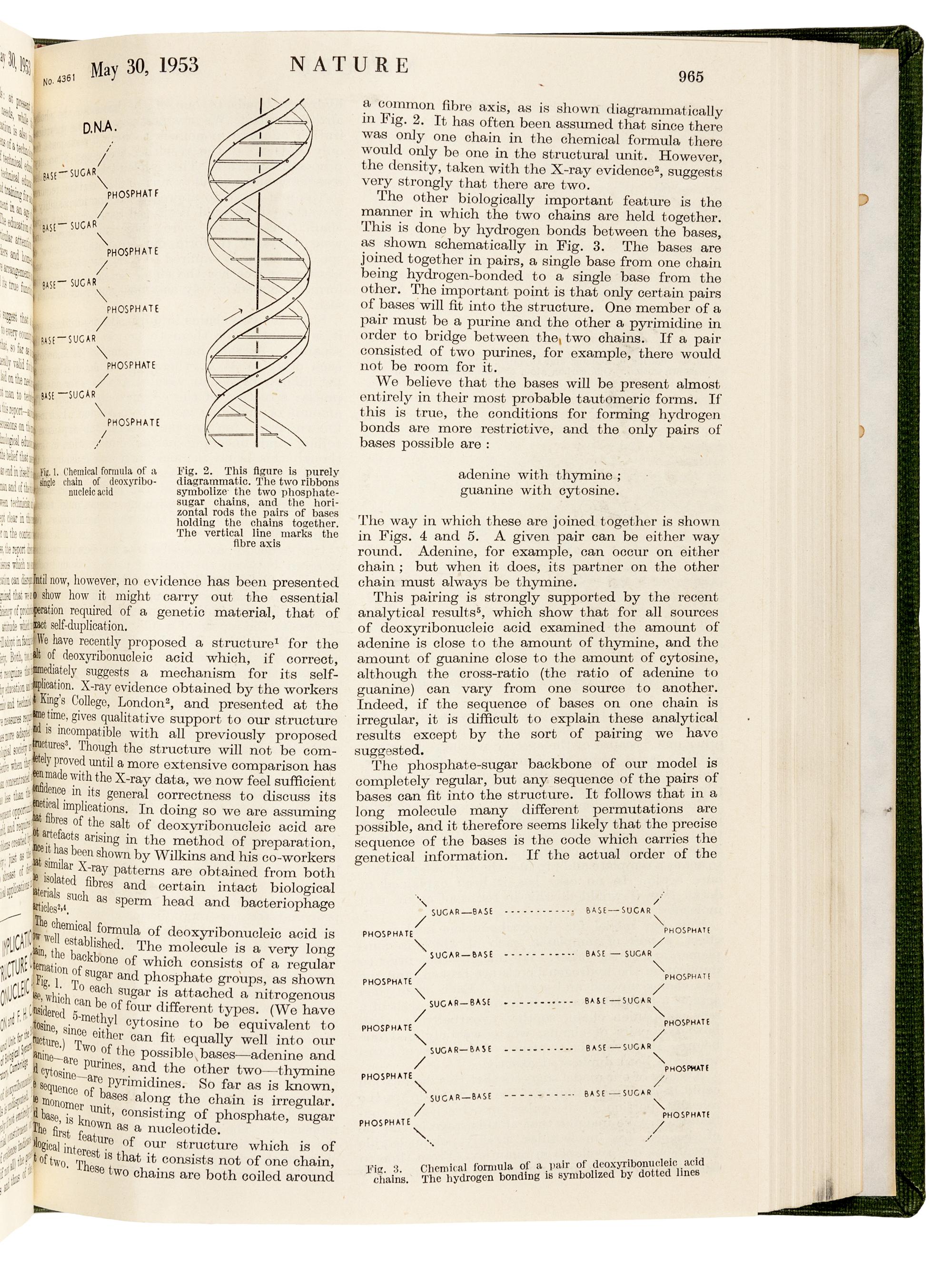 WATSON, James Dewey (b. 1928) and Francis Harry Compton CRICK (1916-2004). “Molecular structure of nucleic acids.” In: Nature , Vol. 171, No. 4356, pp. 737-741. London: Fisher, Knight & Co. Ltd., for Macmillan & Co., Limited, April 25, 1953. -- WATSON and CRICK. "Genetical implications of the structure of deoxyribonucleic acid." In: Nature , Vol. 171, no. 4361, pp. 964-967. London: Fisher, Knight & Co., Ltd., for Macmillan & Co., Limited, May 30, 1953.