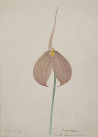 Walter Hood Fitch (English, 1817-1892), A Group of Three Botanical Watercolor Drawings, dated 1879-1880
