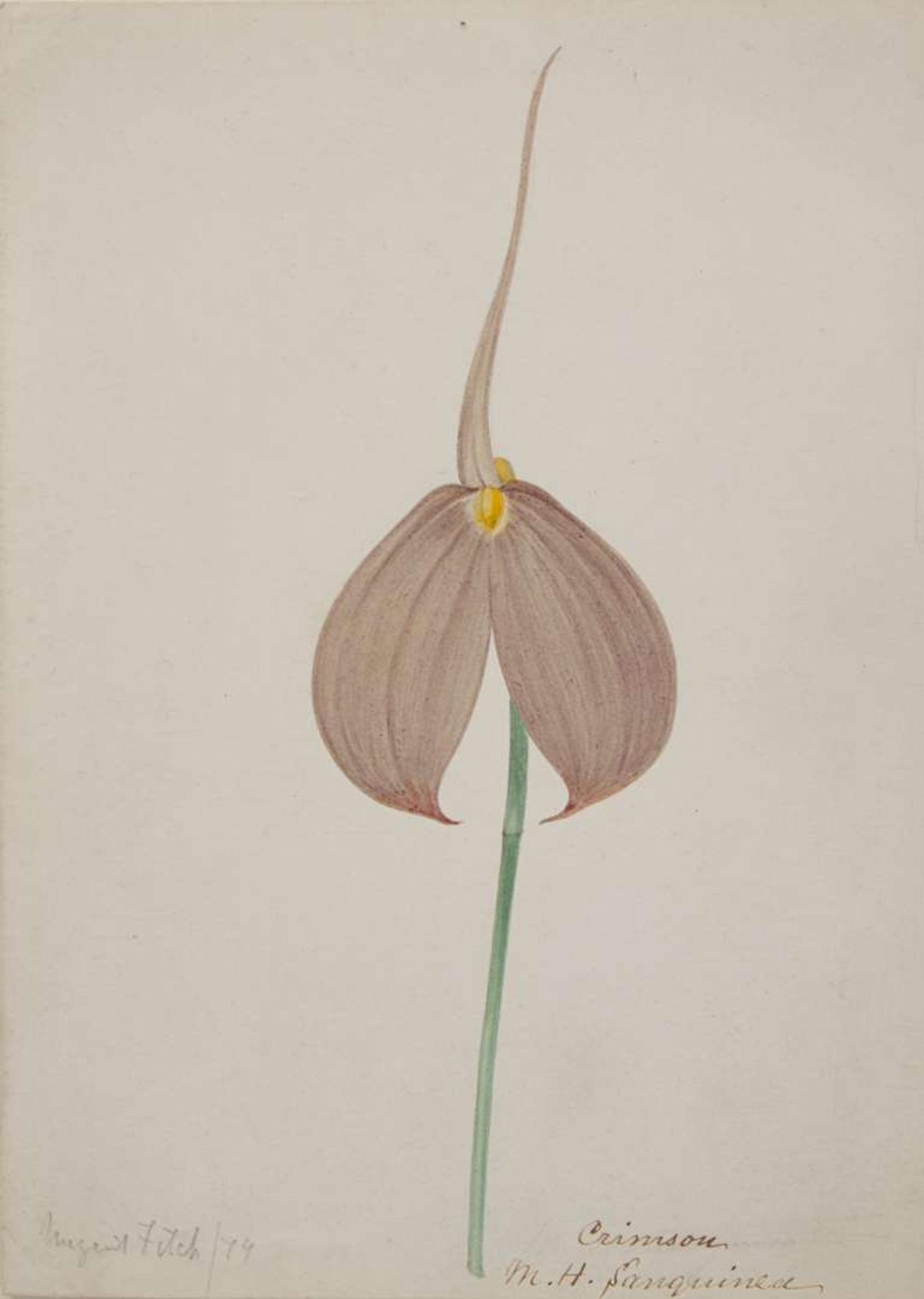 Walter Hood Fitch (English, 1817-1892), A Group of Three Botanical Watercolor Drawings, dated 1879-1880
