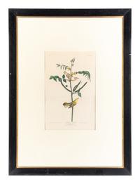 AUDUBON, John James (1785-1851)