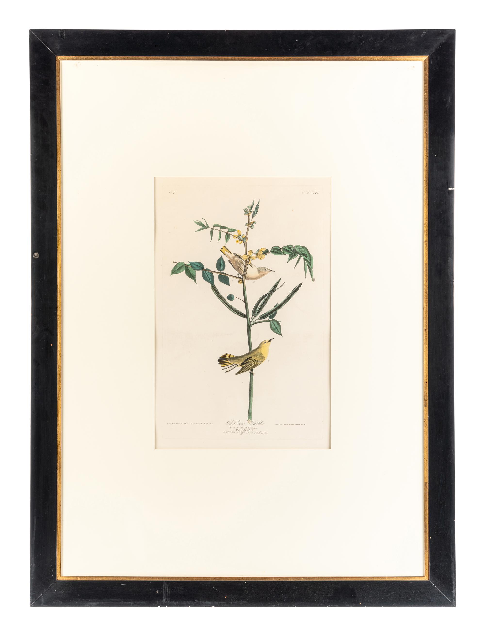 AUDUBON, John James (1785-1851)