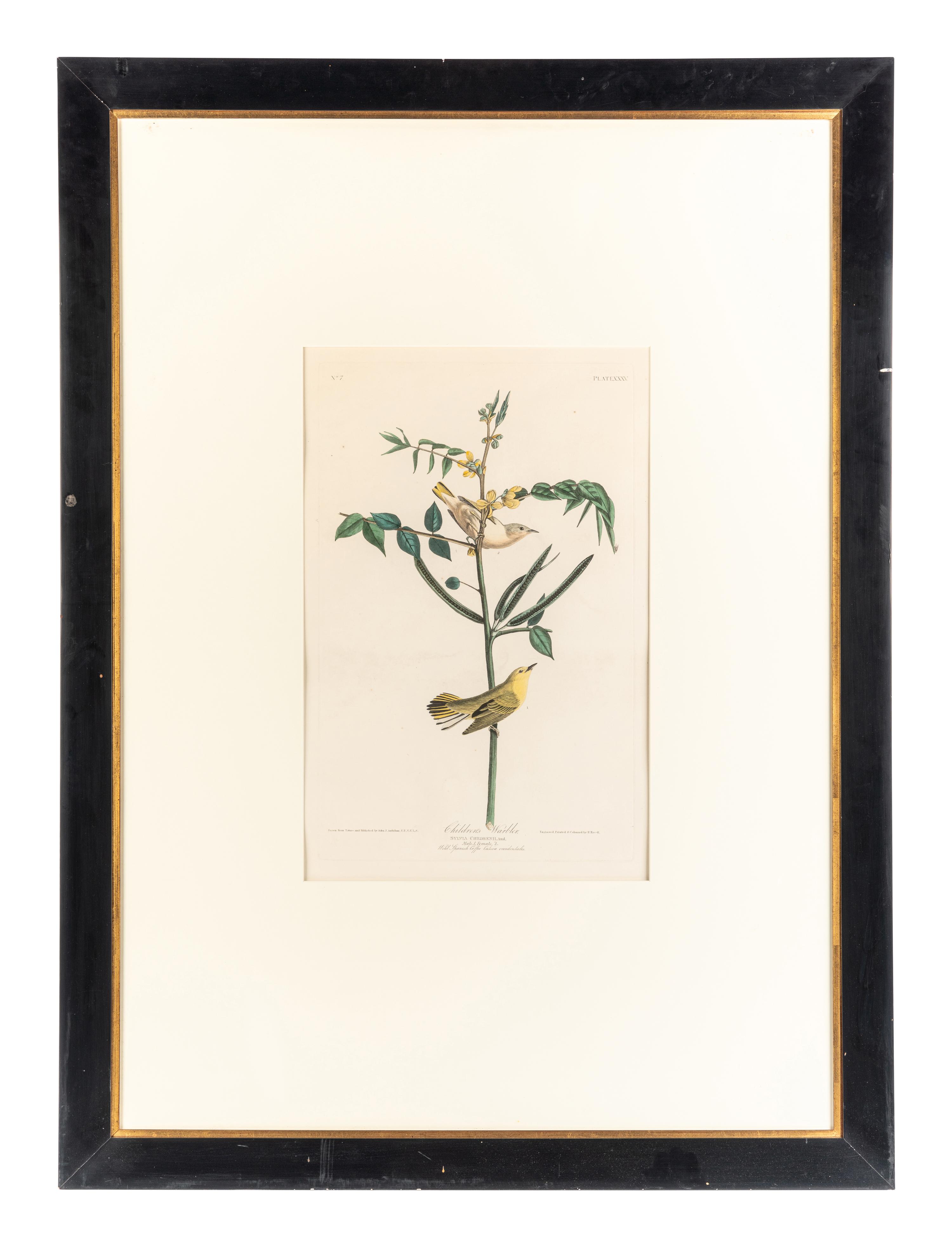 AUDUBON, John James (1785-1851)