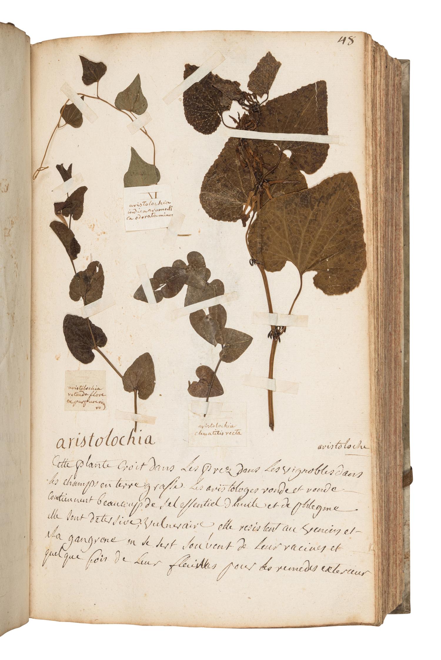 [SPECIMEN ALBUM]. JEANPIERRE, Sebastien. "Catalogue General de toutes les plantes mises pau Lettre alphabetique fait pau Sebastien Jeanpierre Garcon apotiquaire chez Le sieu Dierson M. apotiquaire." Nancy, France, 1741.