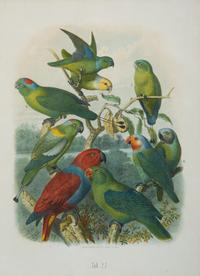 A Pair of Hand Colored Ornithological Engravings of Parrots — 19TH CENTURY