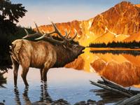 Elk on the Medicine Bow