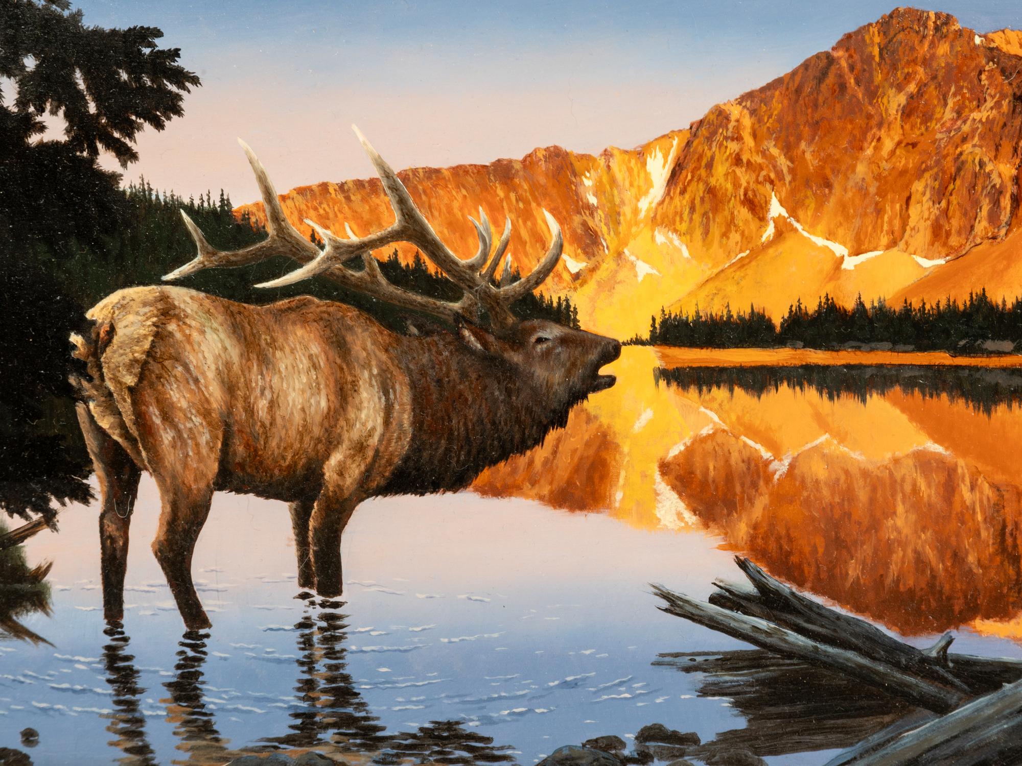 Elk on the Medicine Bow