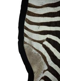 A Zebra Stallion Skin Rug