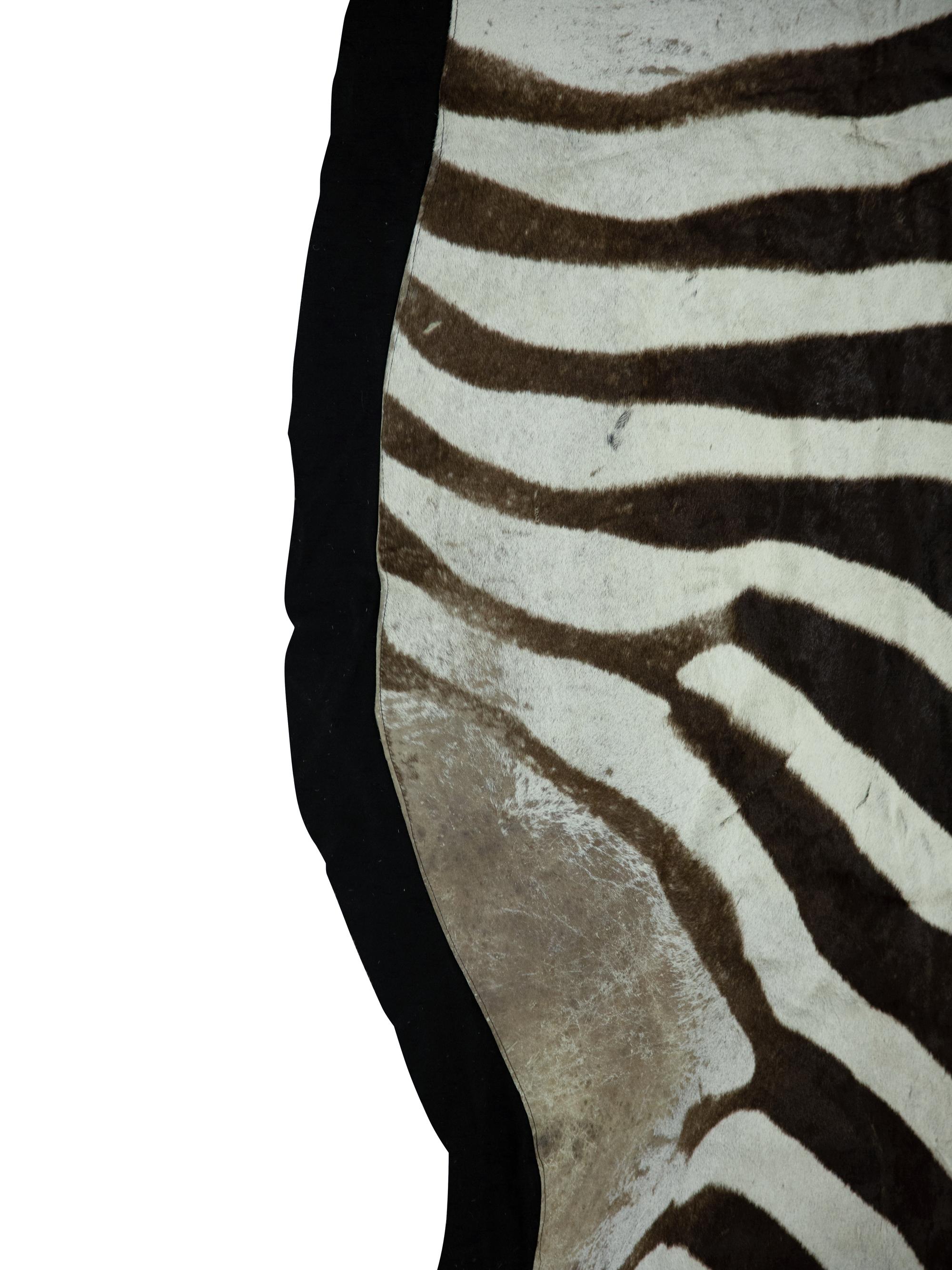 A Zebra Stallion Skin Rug