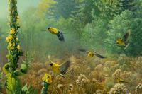 Meadow Dancing, 2000