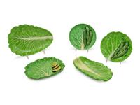 Five Dodie Thayer Lettuceware Serving Trays