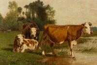 Cows in a Field