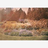 [Gardening] [Farrand, Beatrix] Group of 4 Autochromes