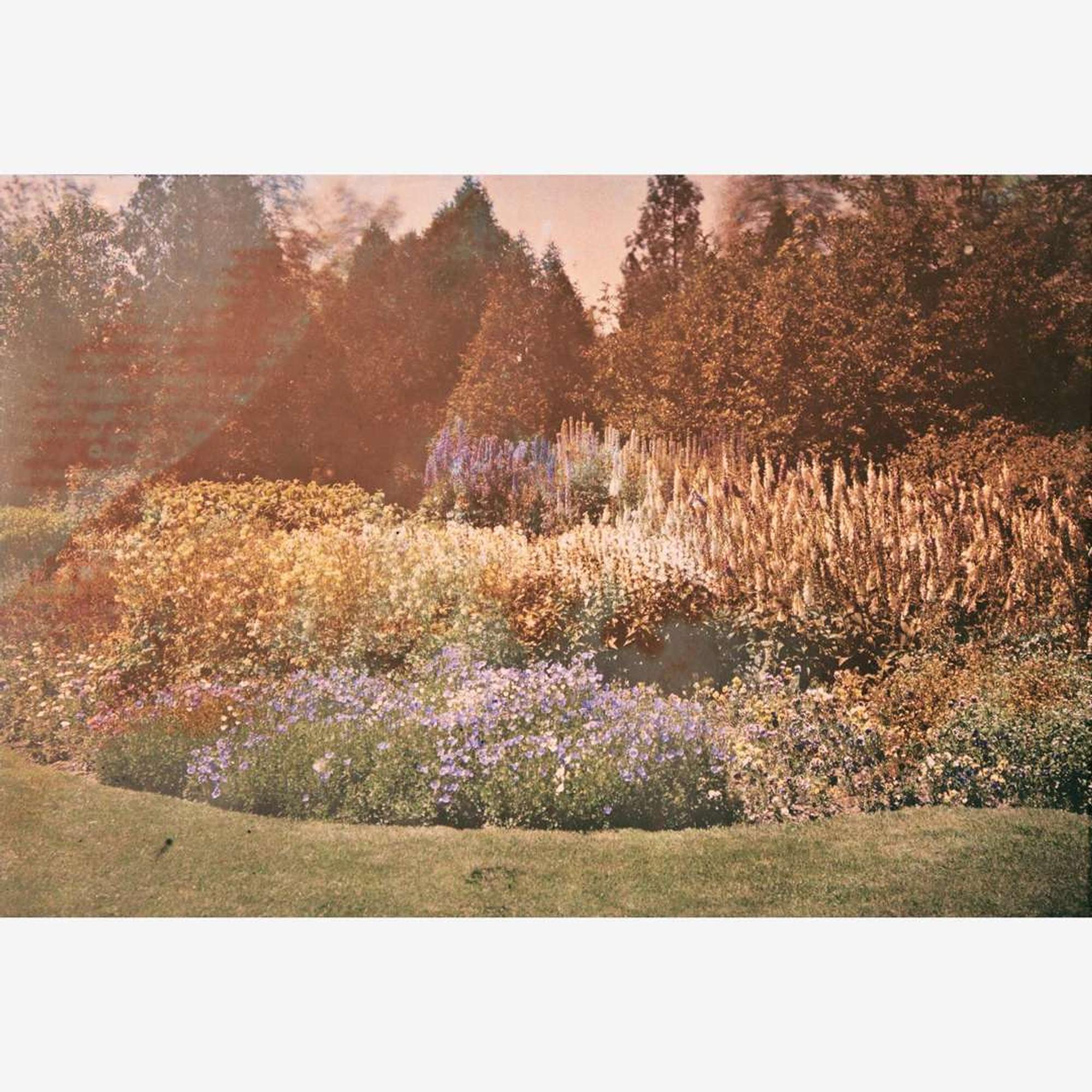 [Gardening] [Farrand, Beatrix] Group of 4 Autochromes